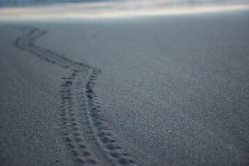 turtle footprints
