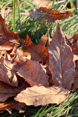 Fallen autumn leaves on grass