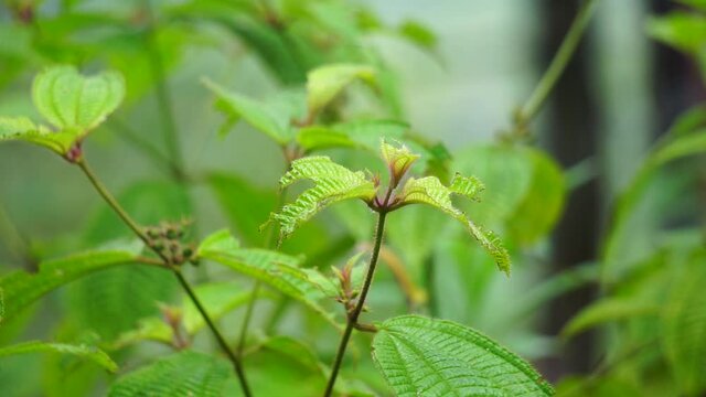 Koster&rsquo;s curse (also called Clidemia hirta, Clidemia hirta, soapbush, clidemia, senduduk bulu) with a natural background.