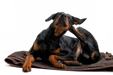 The Doberman dog lies and scratches behind the ear with its hind paw. on white.