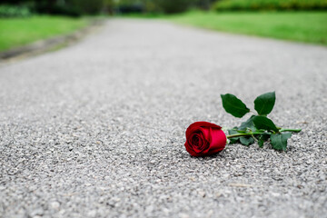 Red rose left on the floor in sadness Valentine's day. A broken heart or breaking up relationship...