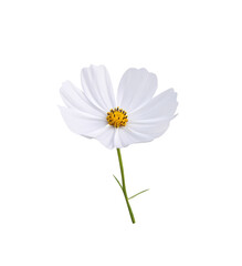 White cosmos bipinnatus flower with yellow pollen and green stem isolated on background , clipping...
