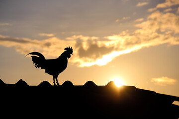 Sunrise on sky dawn background with silhouette of rooster crowing