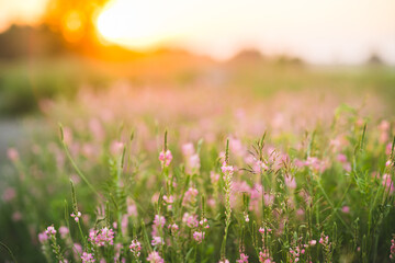 Beautiful Meadow with wild pink flowers over sunset sky. Field background with sun flare. Selective focus.