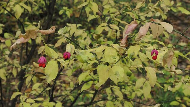 Spindle Tree, Red Cascade Euonymus europaeus , autumn flowers