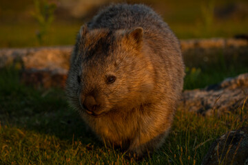wombat at sunset