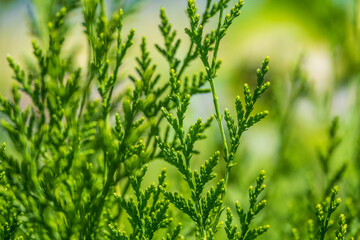 Green branches and young leaves of a thuja tree.