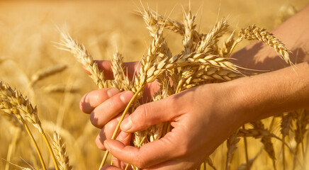 The farmer carefully checks the quality of the crop.