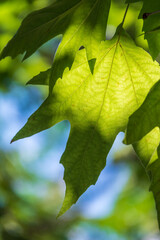 Green Leaves of Pltatanus oreintalis tree in sunset light