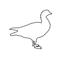 duck animal 