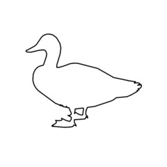 duck bird 