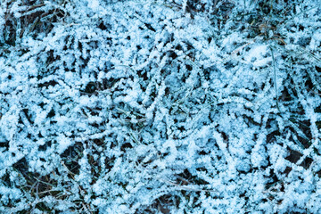 frozen grass background, cold weather first winter frosts
