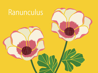 花・ラナンキュラス