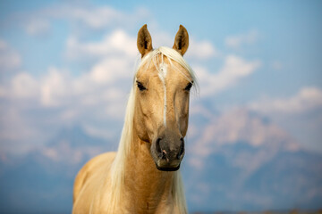 Palomino Horse Headshot - obrazy, fototapety, plakaty
