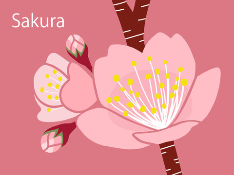 さくら