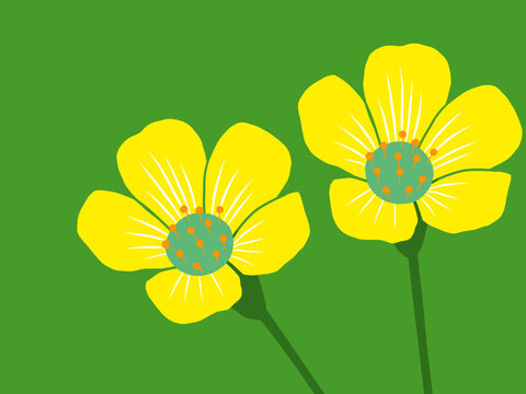 かたばみの花