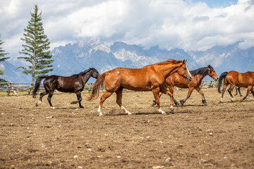 Fototapeta na wymiar Horse Running with Herd