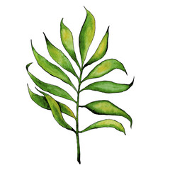 Palm leaf watercolor illustration. Floral print. Isolated clipart element on white background.