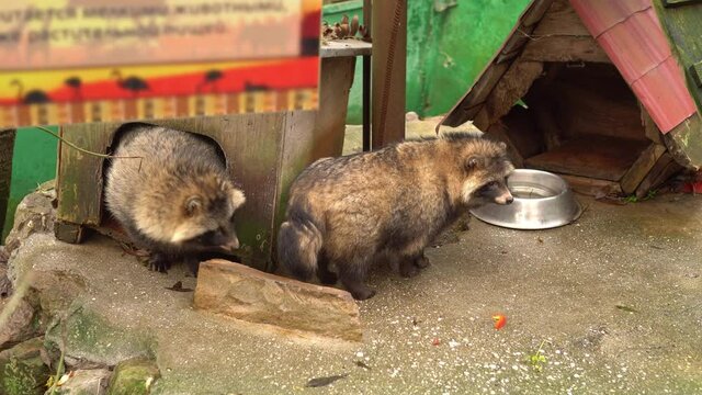 The common raccoon dog at the zoo. Chinese raccoon dog, Asian raccoon dog, mangut