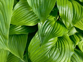 Hosta green leaves background. Luxury branding design.