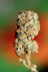 Cannabis sativa big bud family cannabaceae close up modern background high quality big size prints