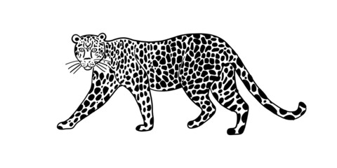 Big Wild Cat Art. Spotted Color for your design