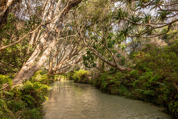 Fototapeta na wymiar Eli Creek, K'Gari/Fraser Island