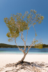 tree at Lake MacKenzie/ Boorangoora