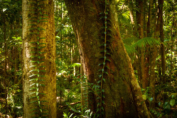Forest patterns, Wanggoolba Creek
