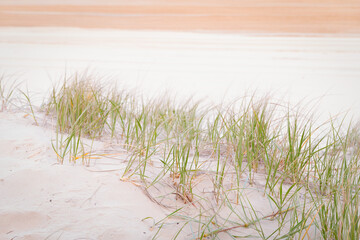 beach grass, Dawn, Coastline K'Gari
