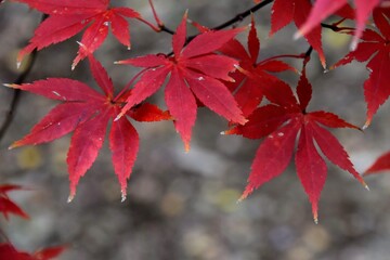 日本の自然、日本の食べ物