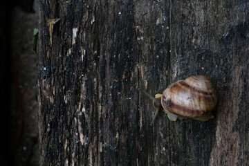 A snail crawls on a wooden dark table. Top view.