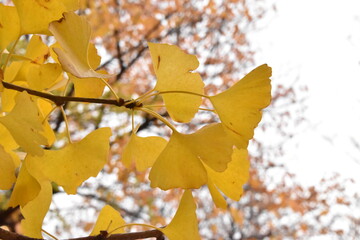 日本の自然、日本の食べ物