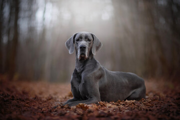 The Great Dane, also known as the German Mastiff or Deutsche Dogge - portrait of dog - obrazy, fototapety, plakaty