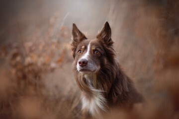 Brown Border Collie Looking To Camera
