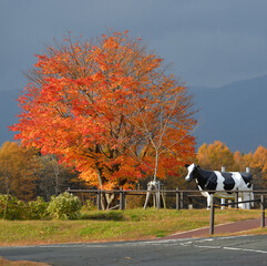 小岩井農場の秋、紅葉と牛