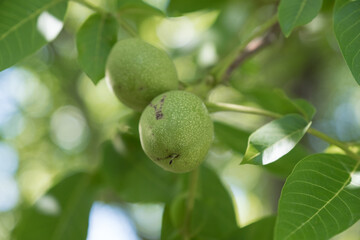 green walnuts on the branch