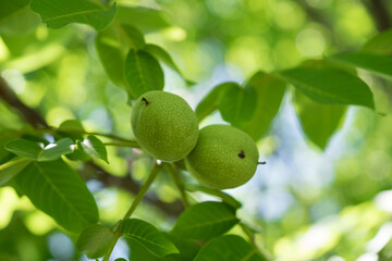 green walnuts on the branch