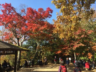 日本の自然、日本の食べ物