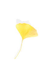 yellow autumn leaves of ginkgo biloba isolated on a white background
