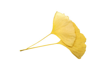 Naklejka premium yellow autumn leaves of ginkgo biloba isolated on a white background