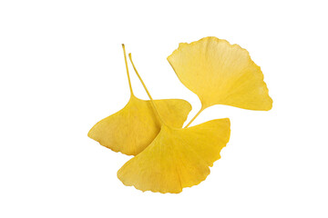 yellow autumn leaves of ginkgo biloba isolated on a white background