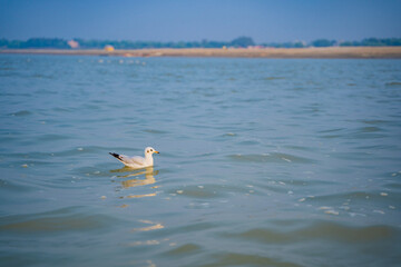 Seagull around the ghats of Varanasi, India