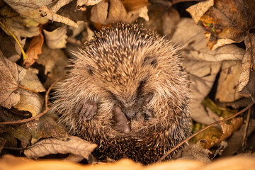 baby hedgehog