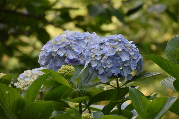 日本の自然、日本の食べ物