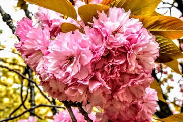 日本の自然、日本の食べ物
