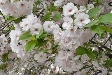 日本の自然、日本の食べ物