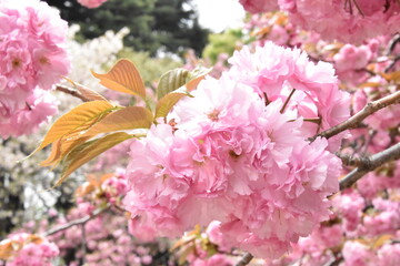 日本の自然、日本の食べ物