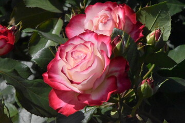 日本の自然、日本の食べ物