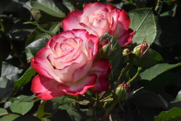 日本の自然、日本の食べ物